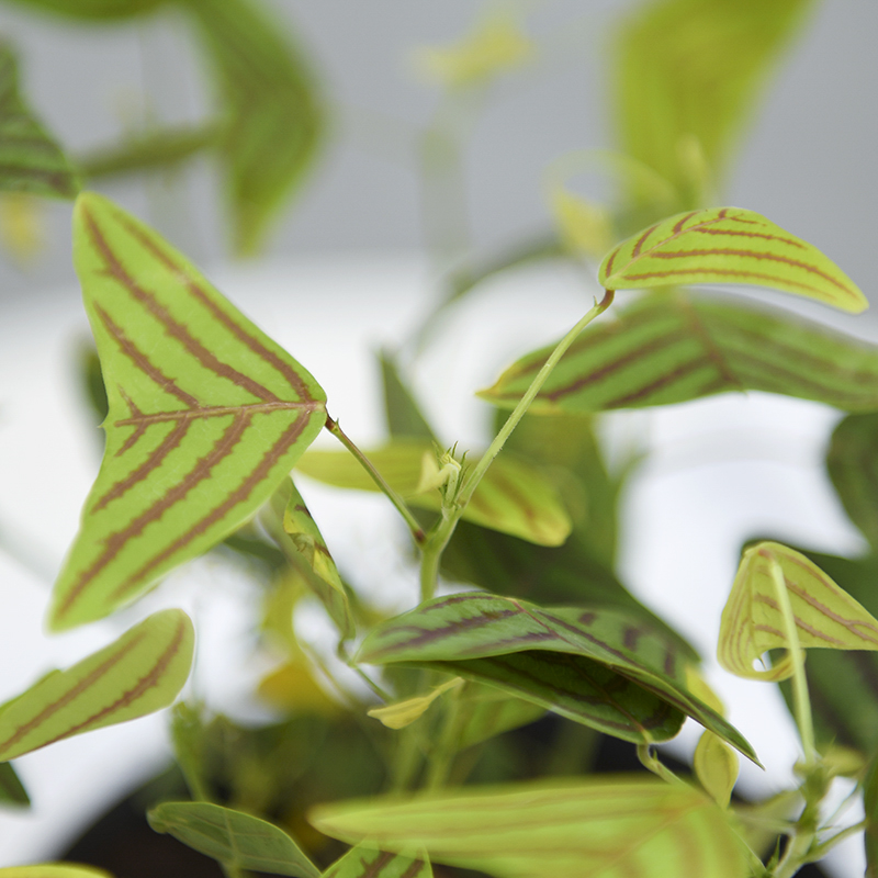 Spotted Bat Grass CHRISTIA VESPERTILIONIS Green Plant Potted Plants